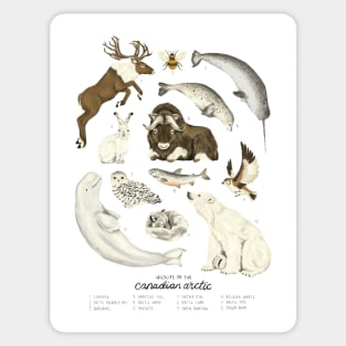 Wildlife of the Canadian Arctic Sticker